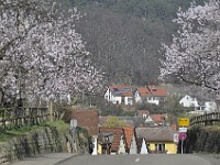 Frühling 0009