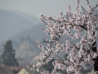 Frühling 0012