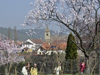 Frühling 0019