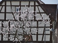 Frühling 0053