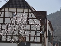 Frühling 0054