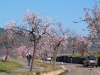 Frühling 0067