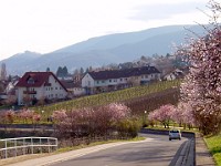 Frühling 0098