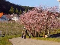 Frühling 0099