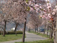 Frühling 0135