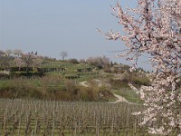 Frühling 0142