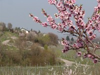 Frühling 0144