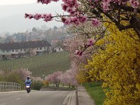 Frühling 0175