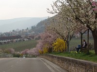 Frühling 0178