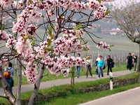 Frühling 0206