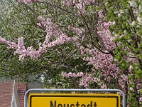 Frühling 0226