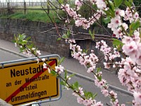 Frühling 0227