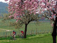 Frühling 0274