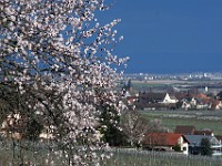 Frühling 0281