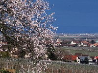 Frühling 0282