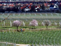 Frühling 0287