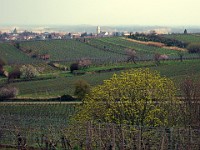 Frühling 0349