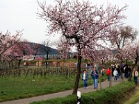 Frühling 0350