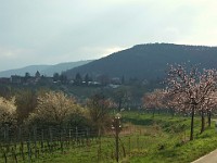 Frühling 0356