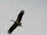 Storch Beringung 0015