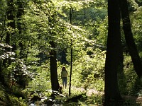 Wald und Natur 0231