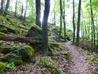 Wald und Natur 0341