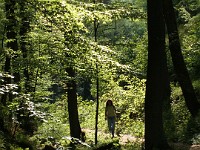 Wald und Natur 0378
